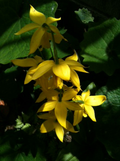 2015年の黄色い花キエビネ
