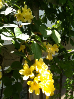 2015年の黄色い花