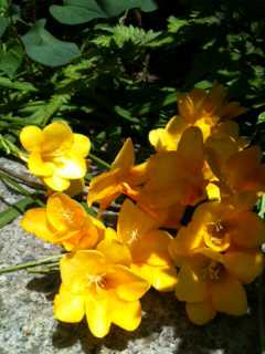 2015年の黄色い花フリージア