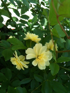 2015年の黄色い花モッコウバラ
