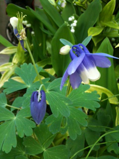 2015年の青い花オダマキ