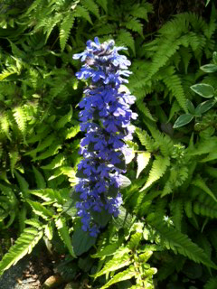 2015年の青い花アシュガ