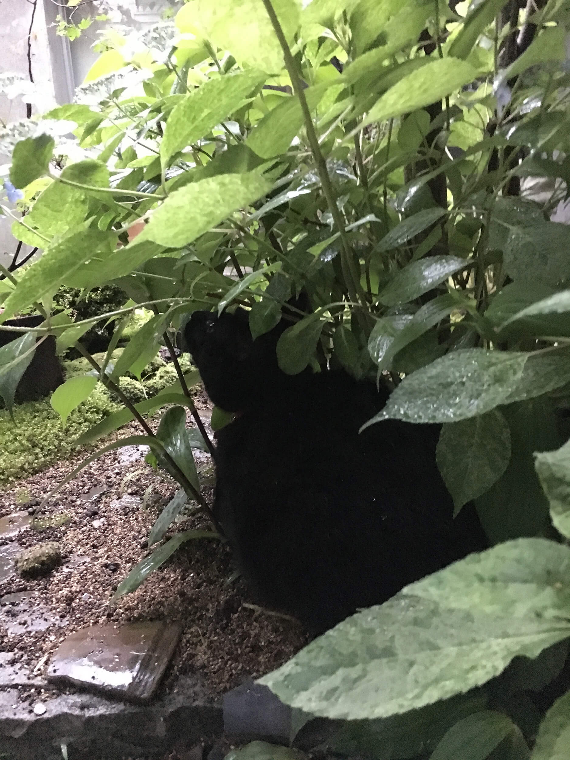 紫陽花の茂みに隠れて狙う黒猫のノアちゃん