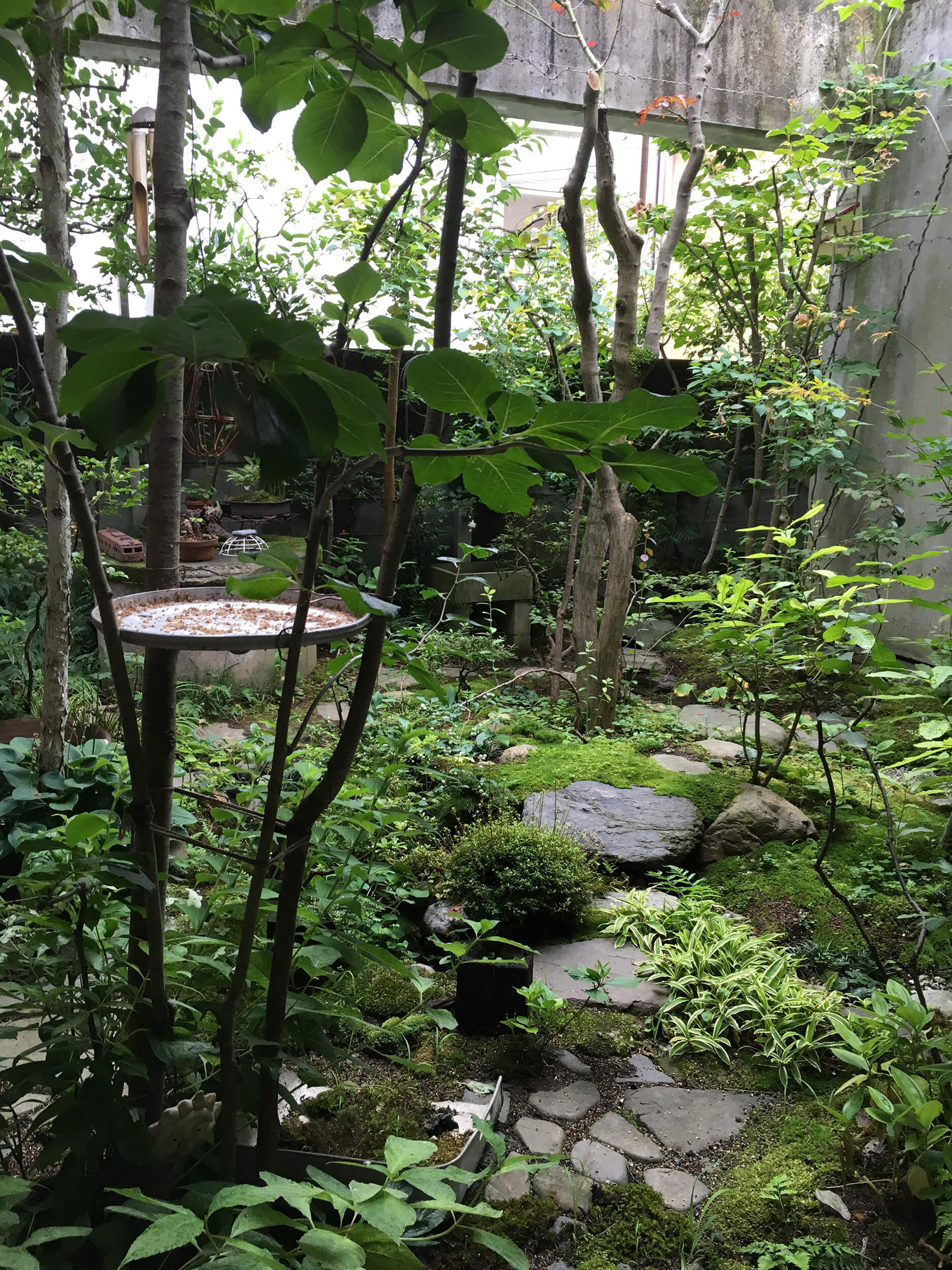 梅雨時の庭