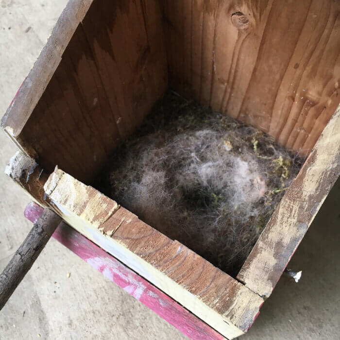 2016年のシジュウカラが子育てした後の空き巣