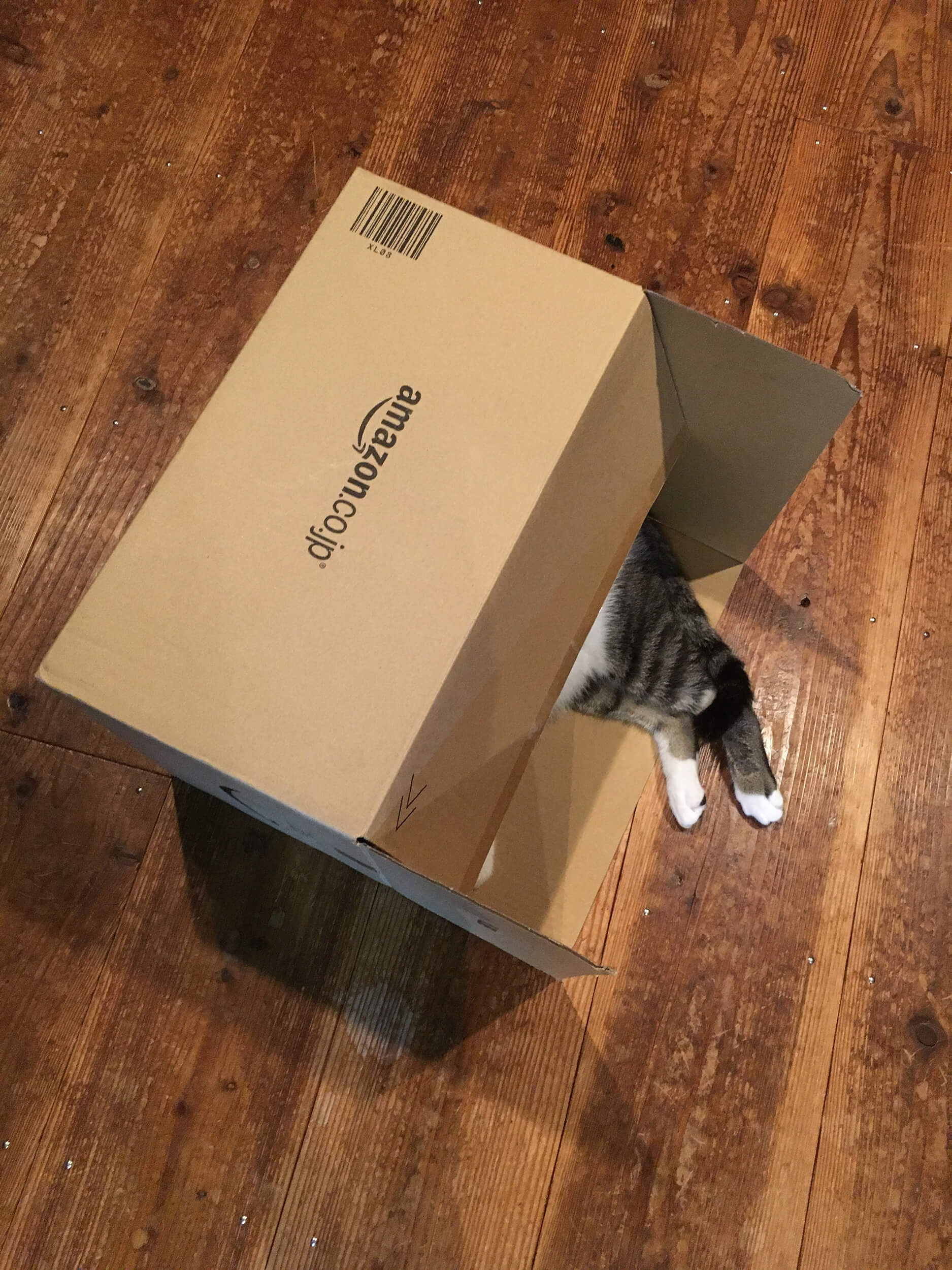 amazonの箱に入り昼寝するネコ