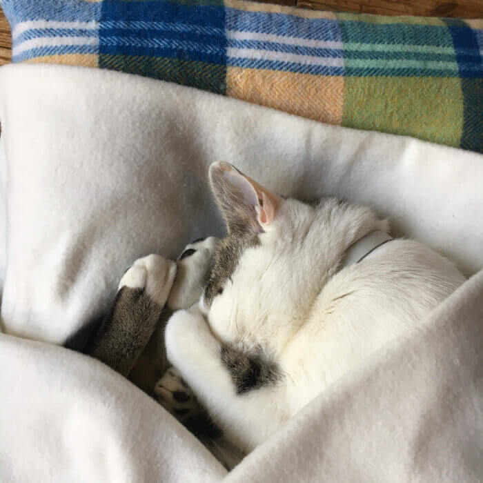 冬はクッションの上で寝ているネコに、毛布をかけてネコはお昼寝