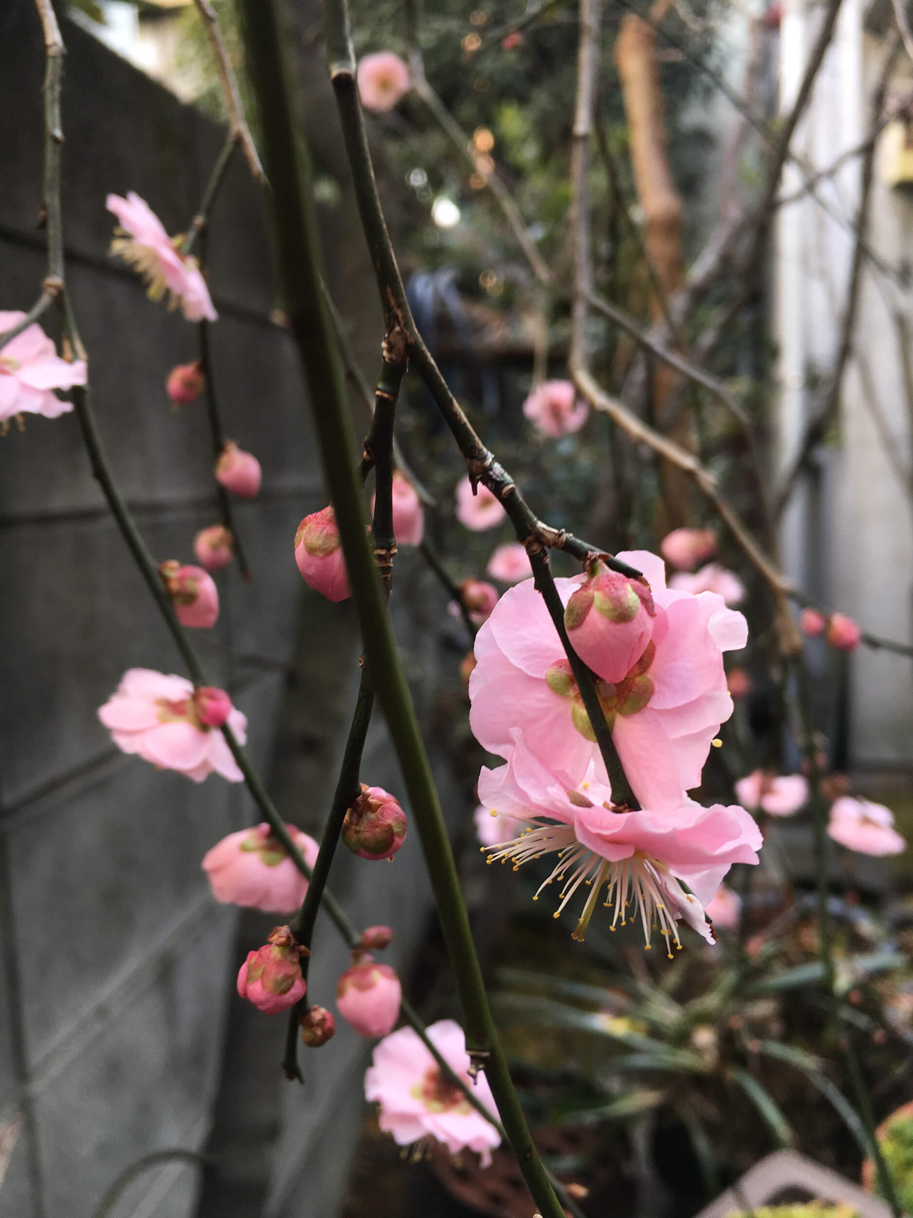 2018も庭に梅の花が咲きました