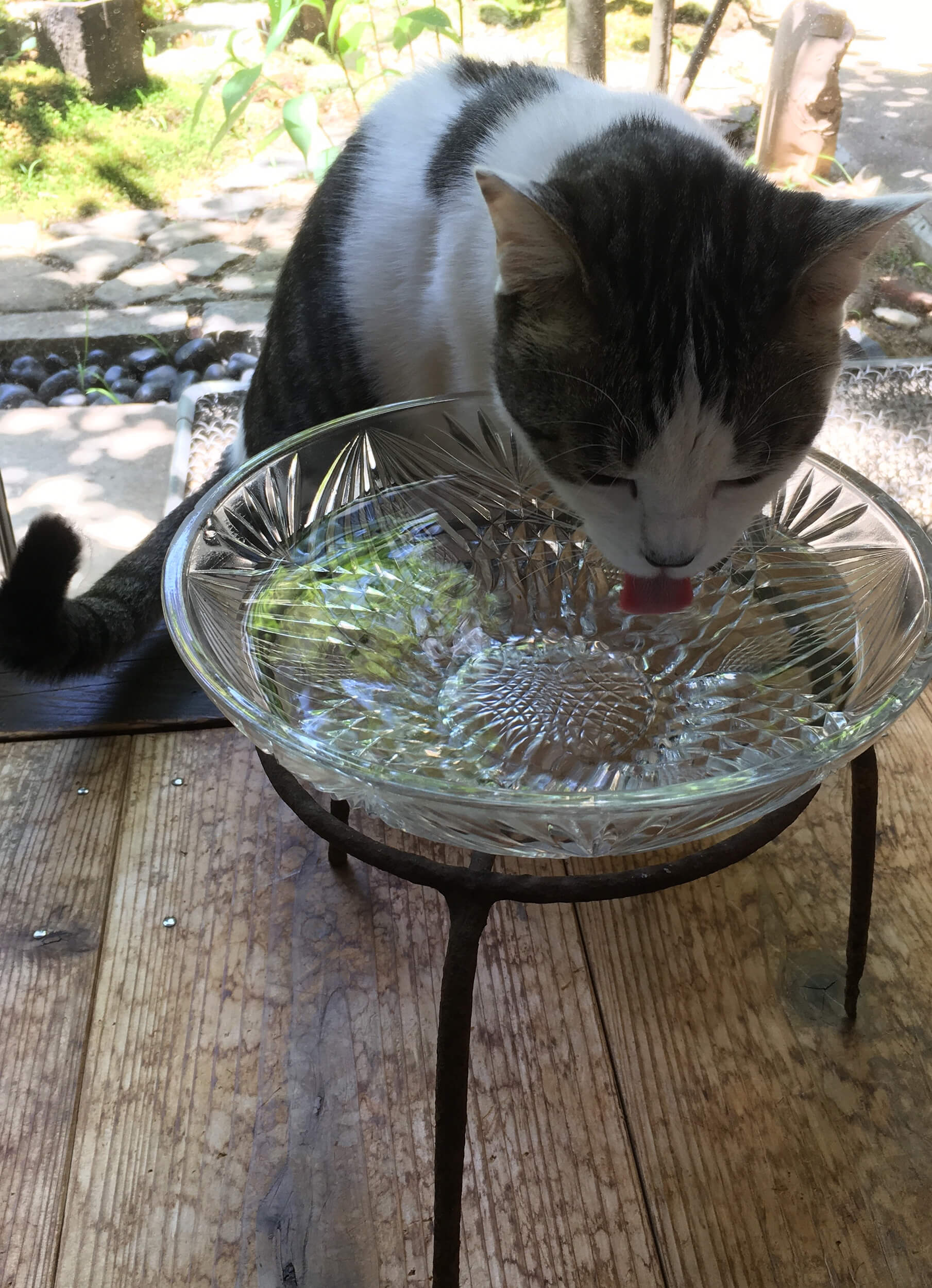 夏は涼しげなガラスの器のネコ用飲み水器