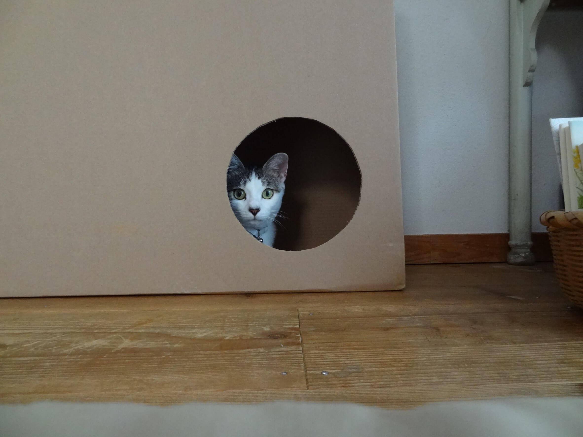 穴を開けたダンボールから覗くネコ