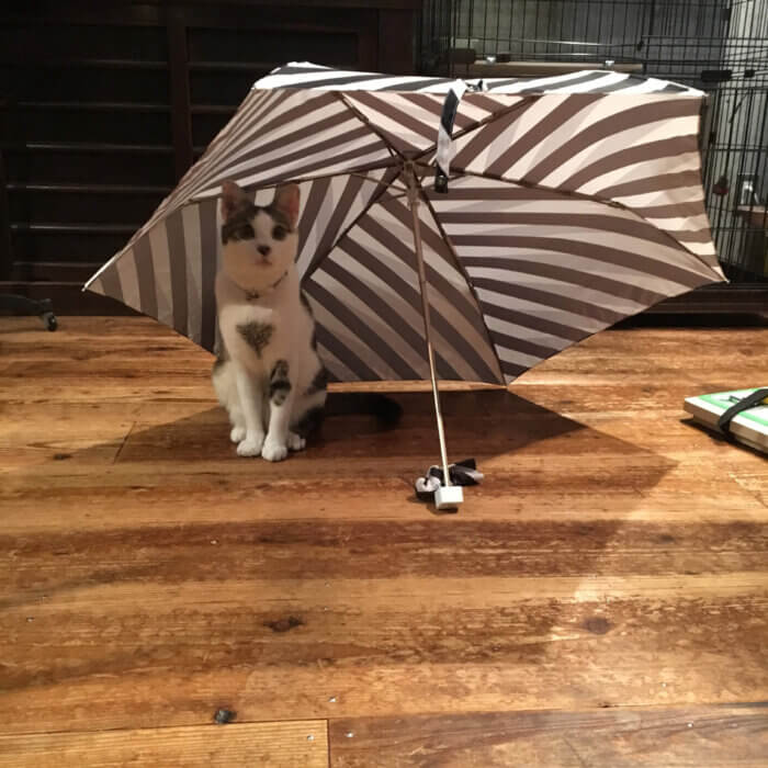 リビングに干してあった傘に入ったネコ