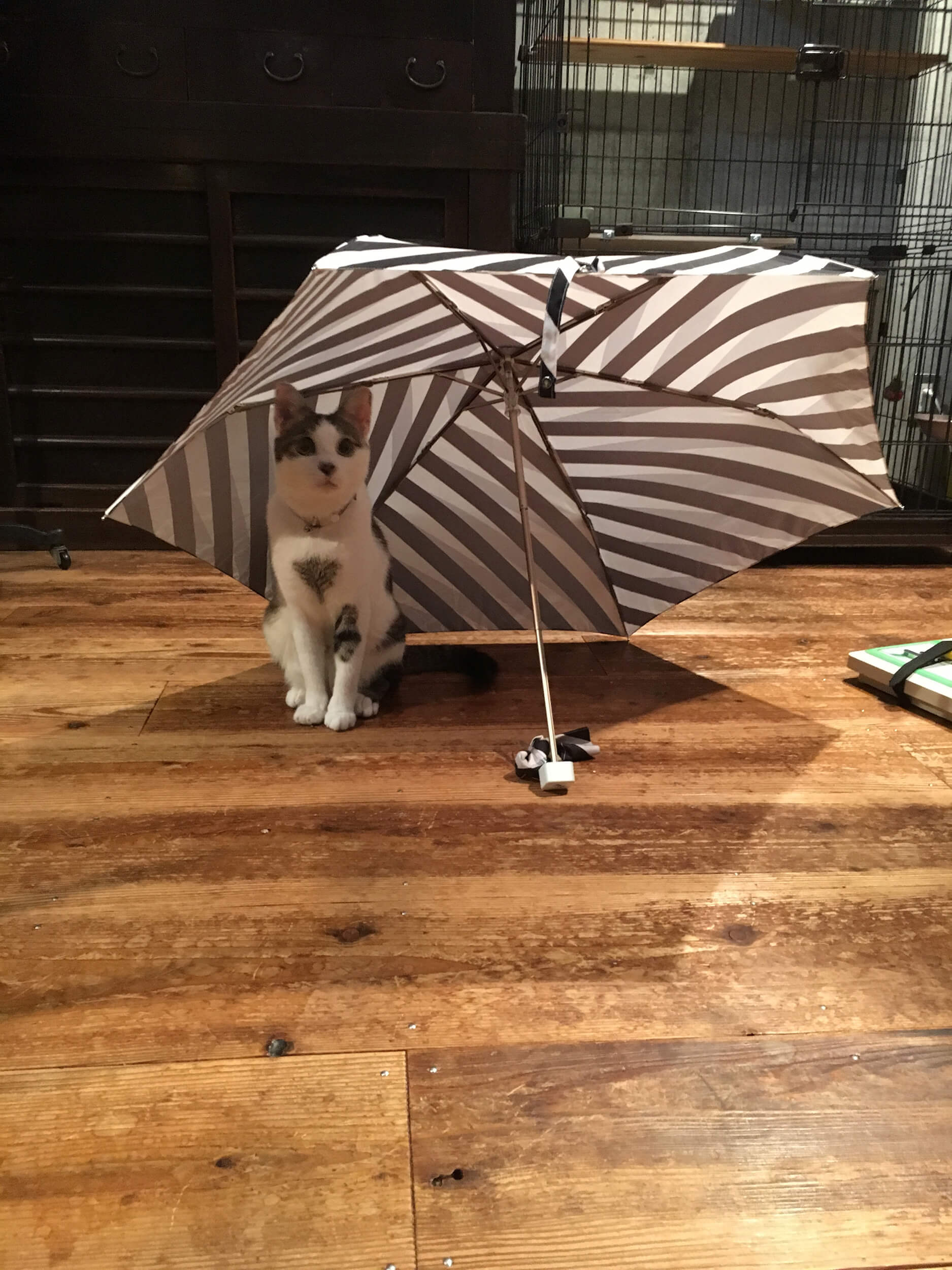 リビングに干してあった傘に入ったネコ