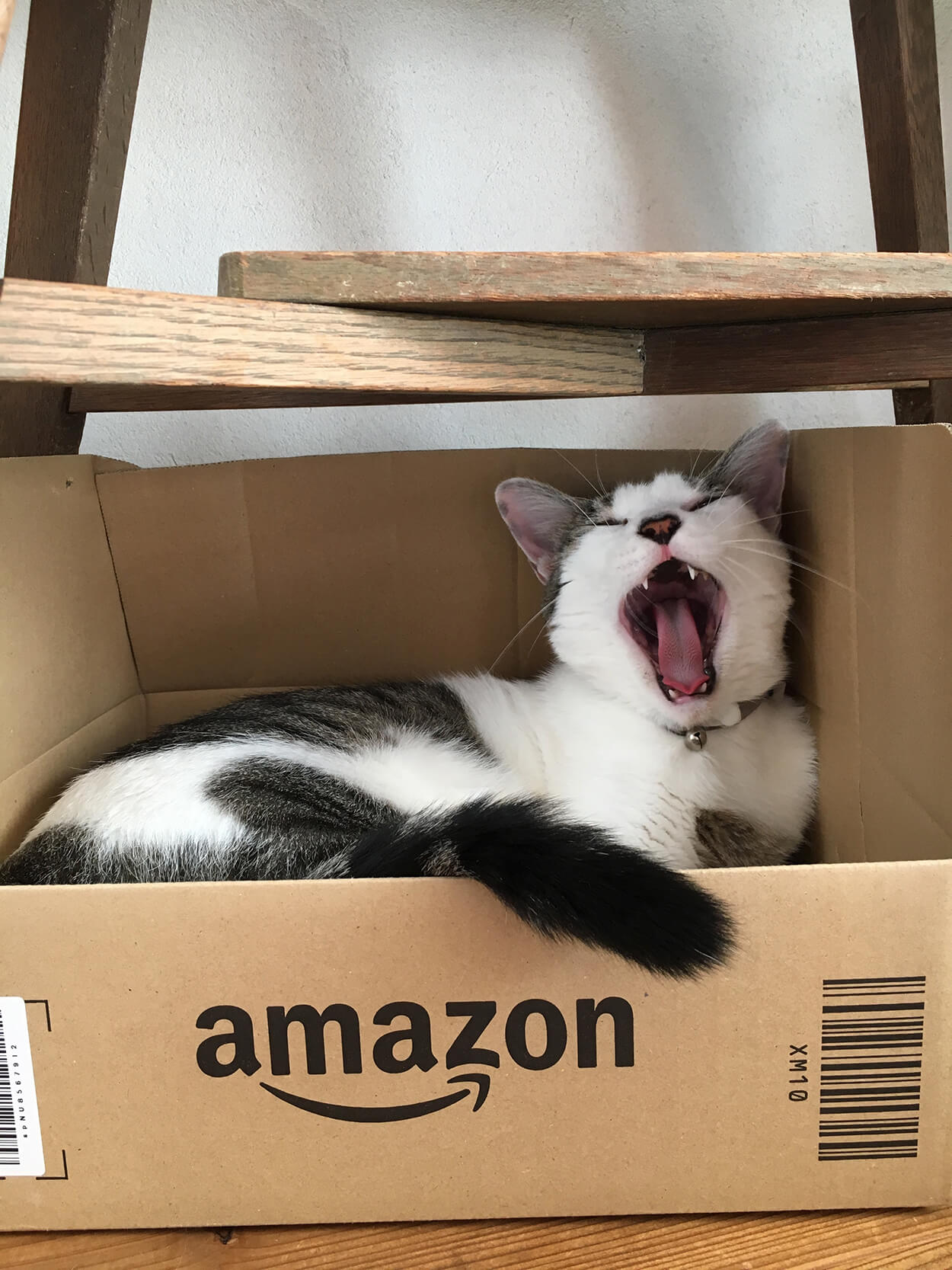 ネコのお気入りはアマゾンの箱