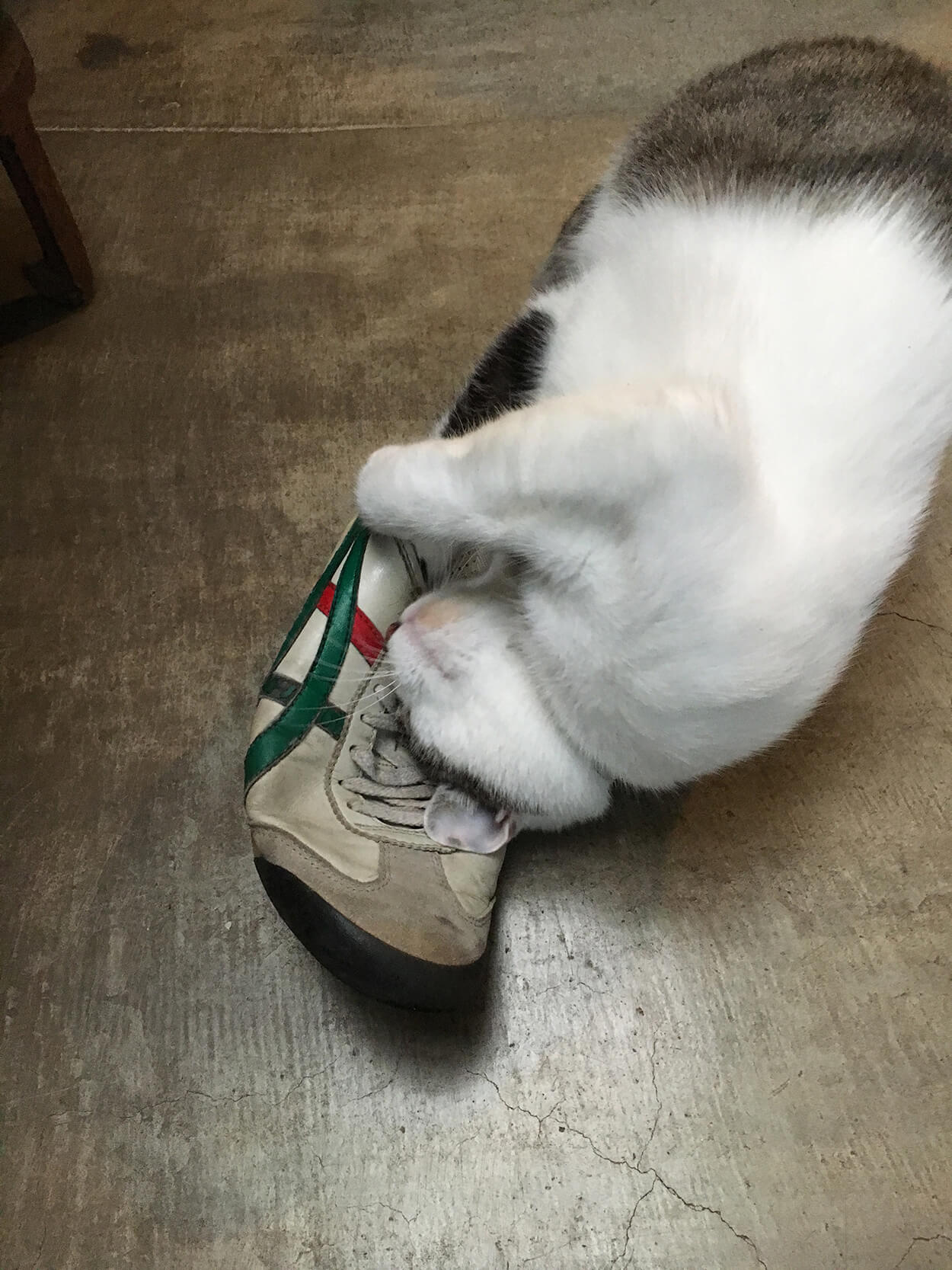 お父さんの靴が好き過ぎるネコ