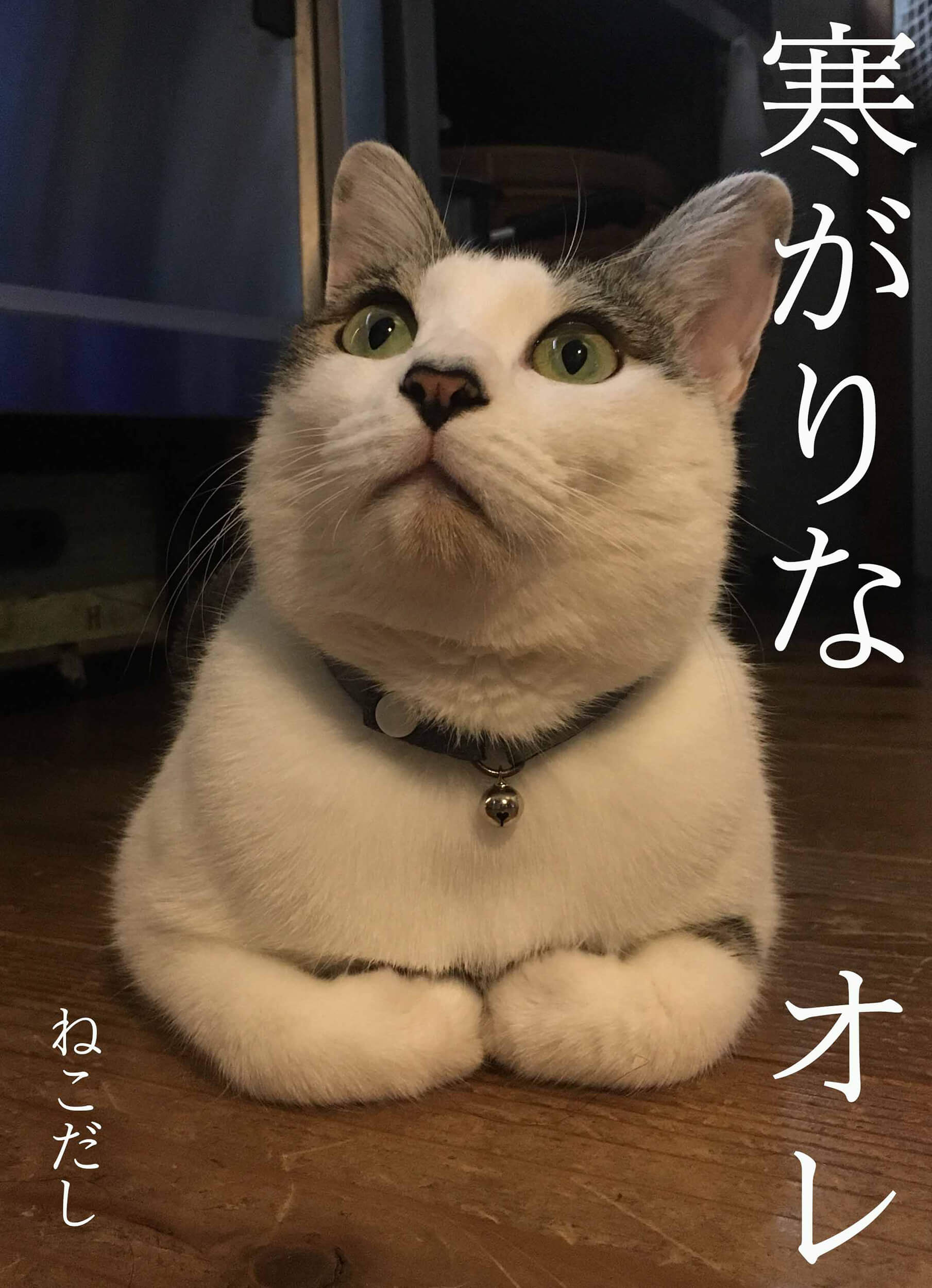 寒がりな猫