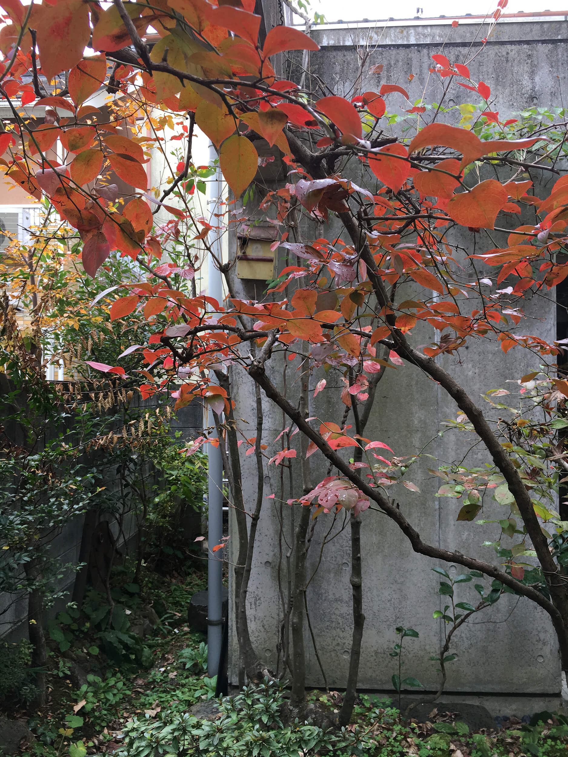 12月に入って庭が紅葉し始めました