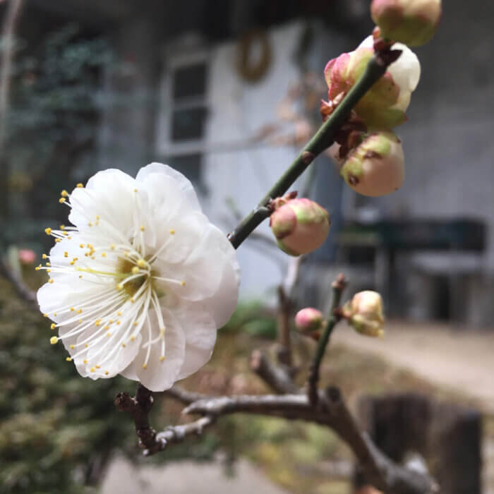 2019年最初の梅の花が2月5日に咲きました