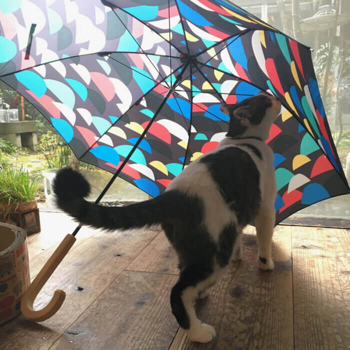 濡れた傘を広げて乾かしているところにやってくるネコ