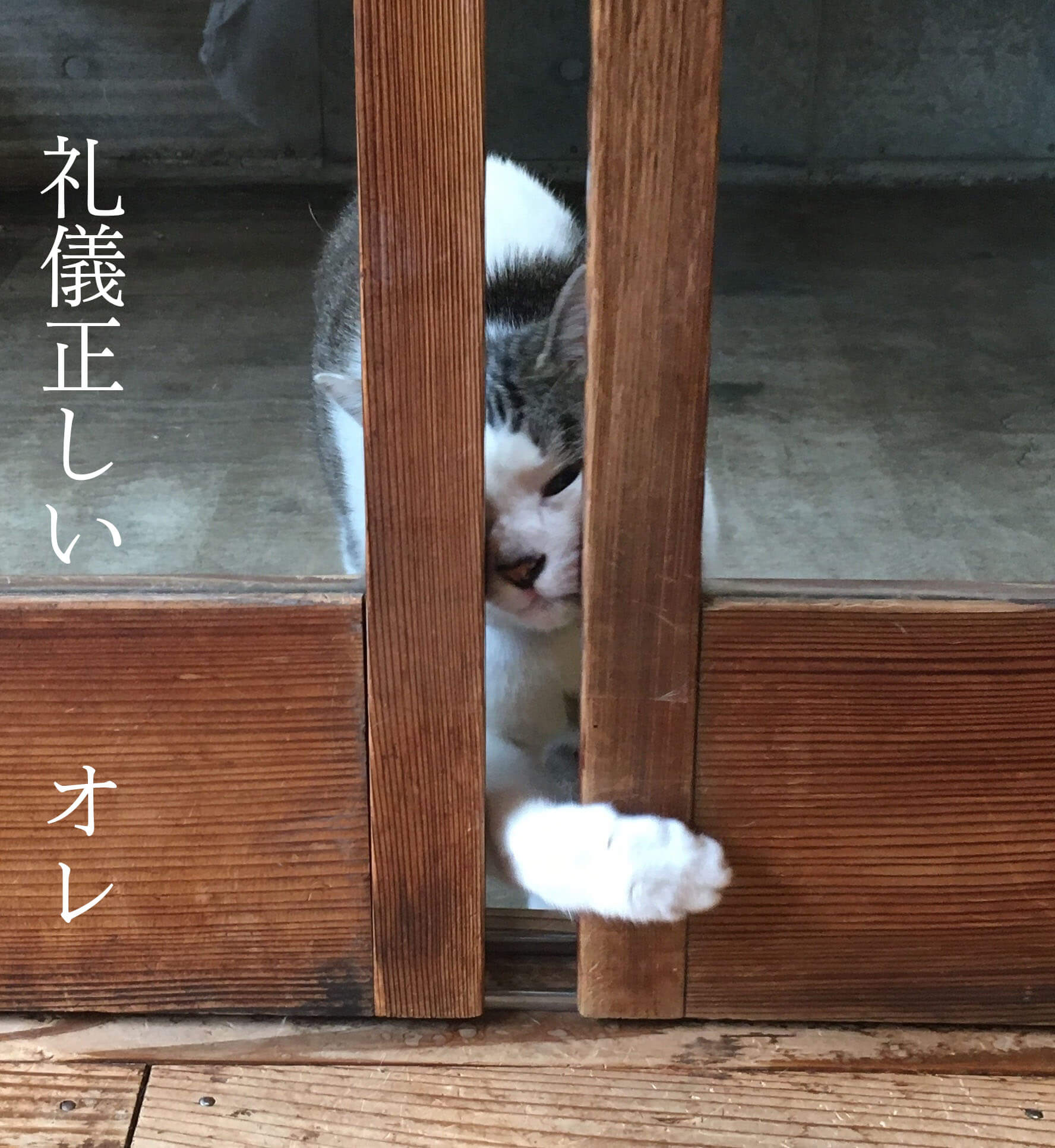 戸の隙間に手を入れて、少し戸を開いて、静かに入室するのが日本ネコ