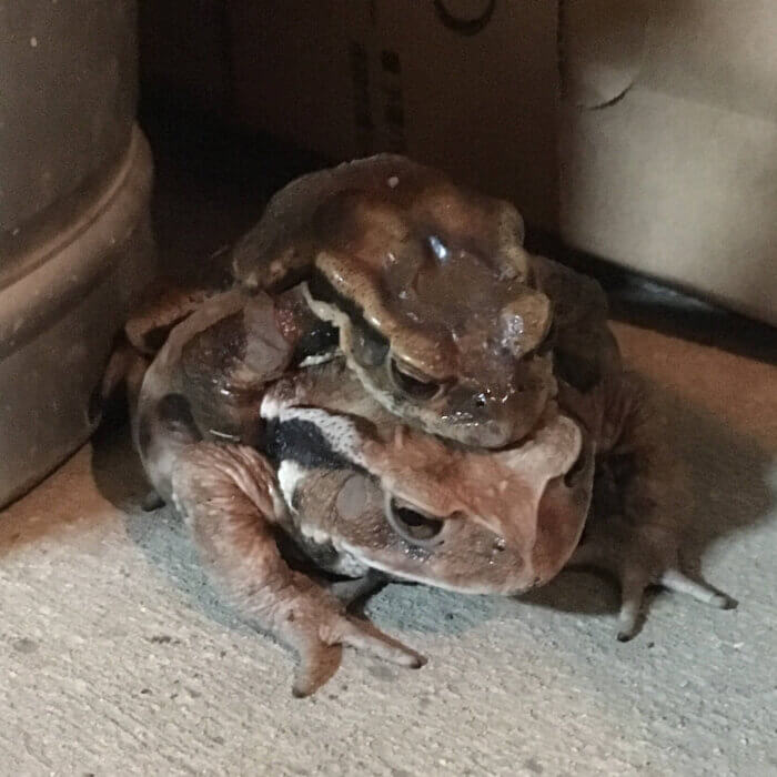 ガレージで必死の交尾中の蛙