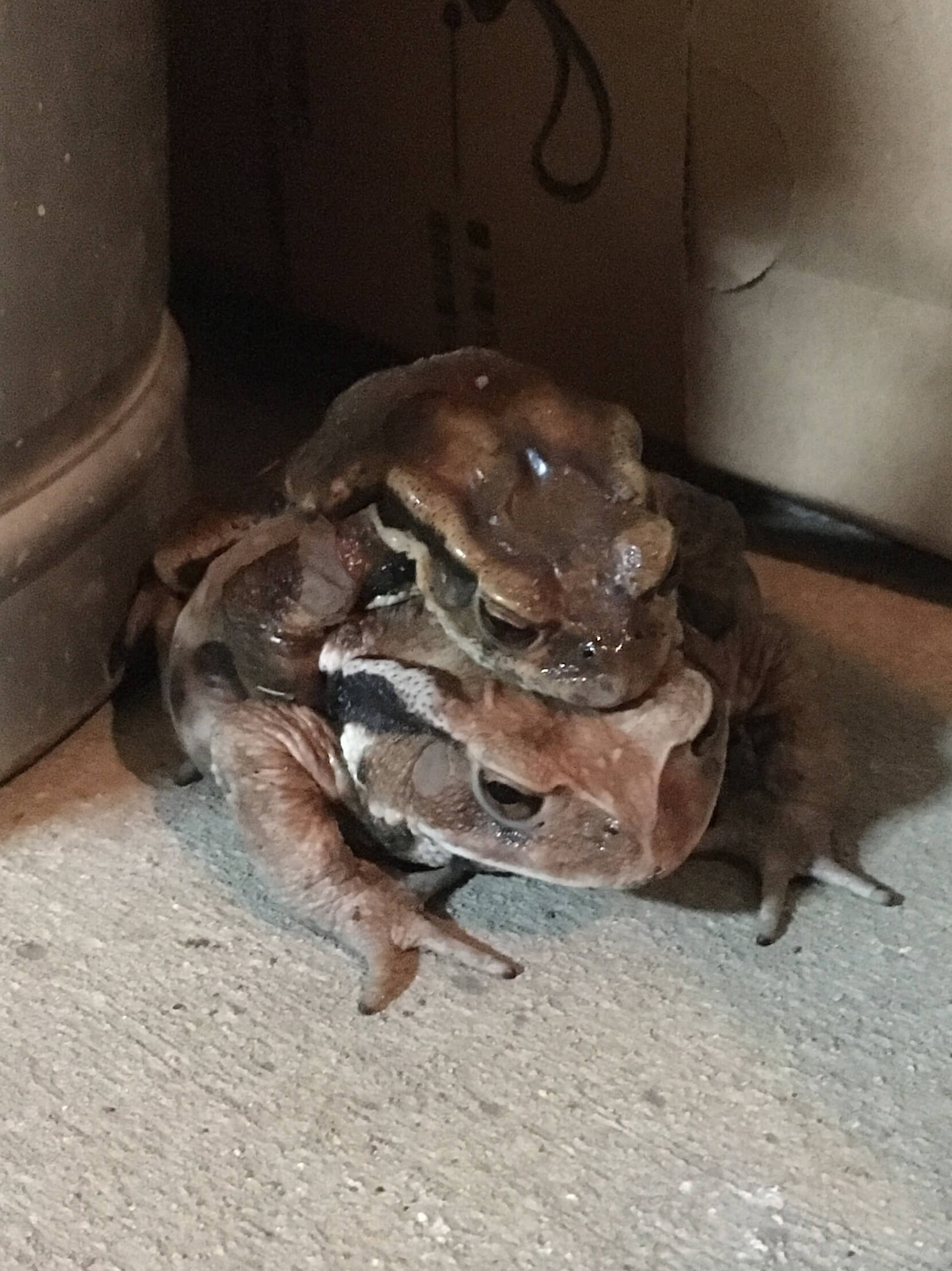 ガレージで必死の交尾中の蛙