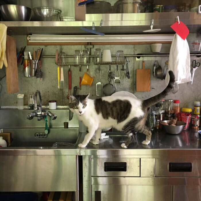 猫とキッチンのお似合いぶり