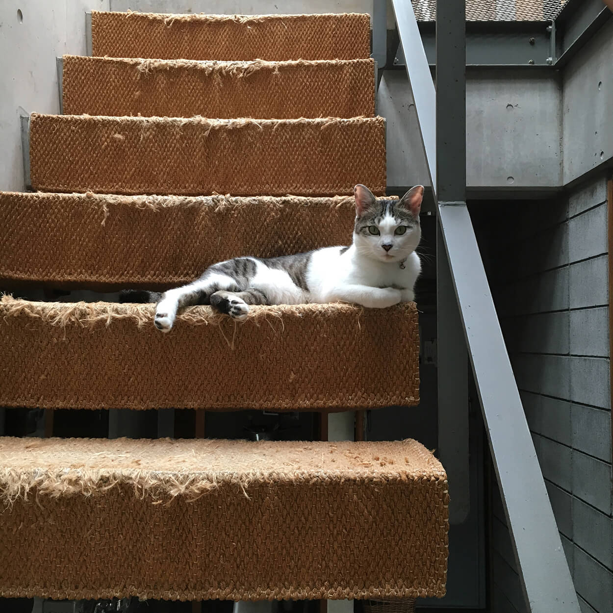 ネコが爪研いでフリンジにしてくれた階段マット