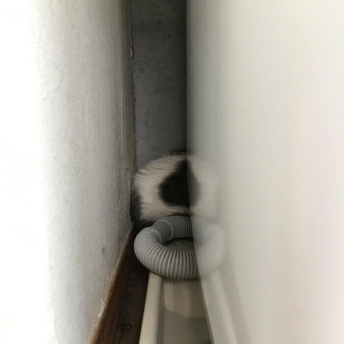 洗濯機の裏にいるネコ