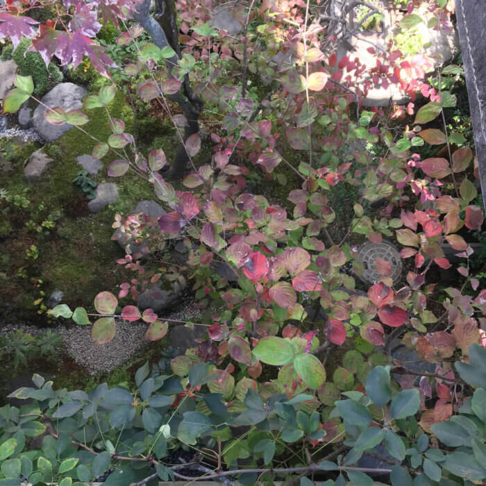 上からの庭の眺めは、モザイクのような紅葉