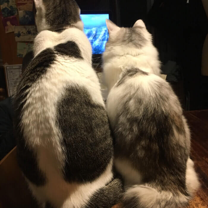 テレビに夢中な猫2匹