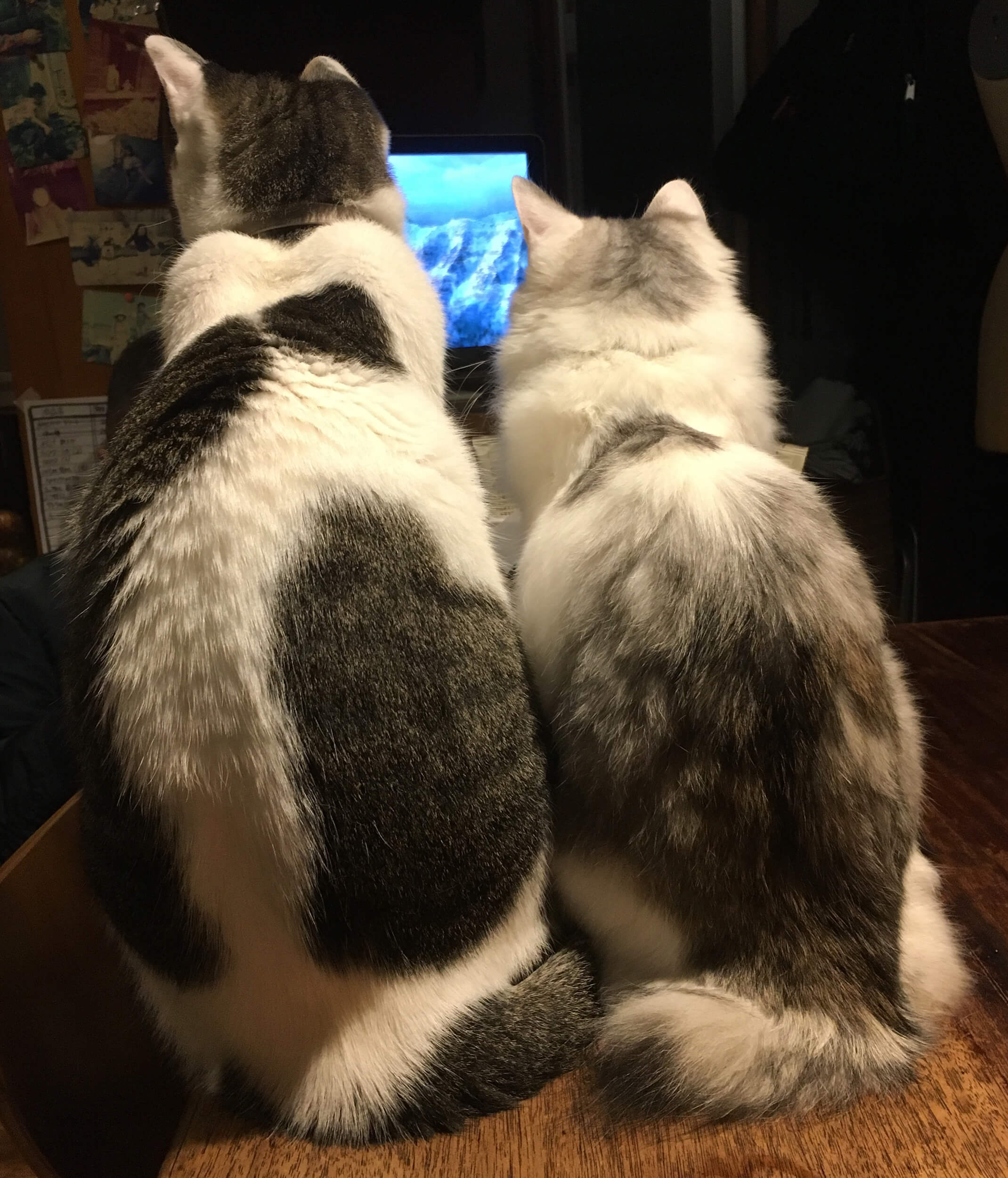 テレビに夢中な猫2匹