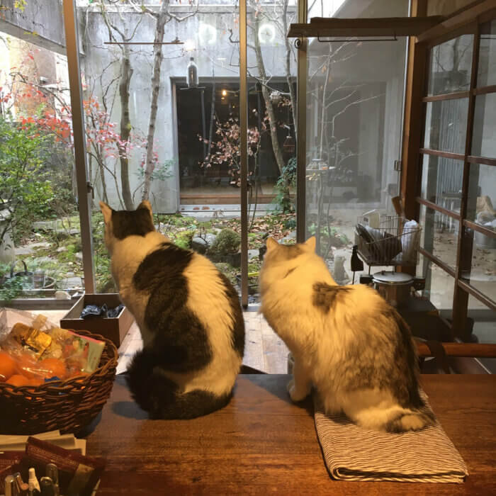 中庭を警戒中の2匹の猫