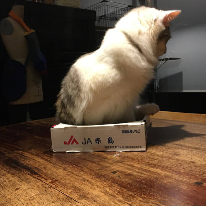 いちごの箱に入るのが好きなネコ