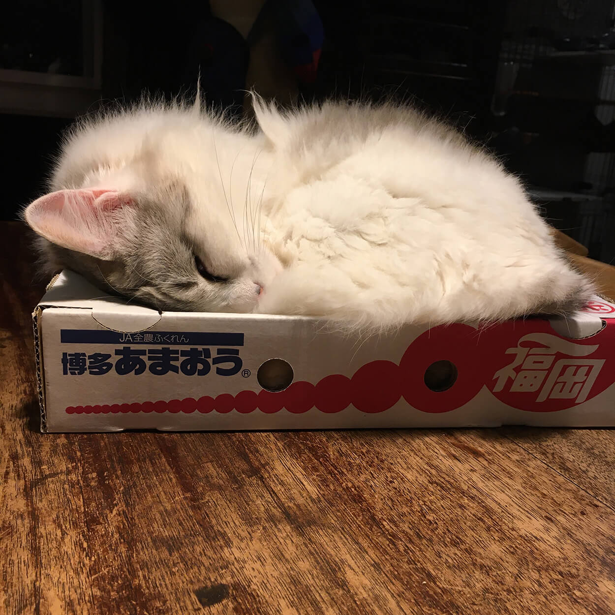 イチゴの箱におさまると姿が２～３頭身になるネコ