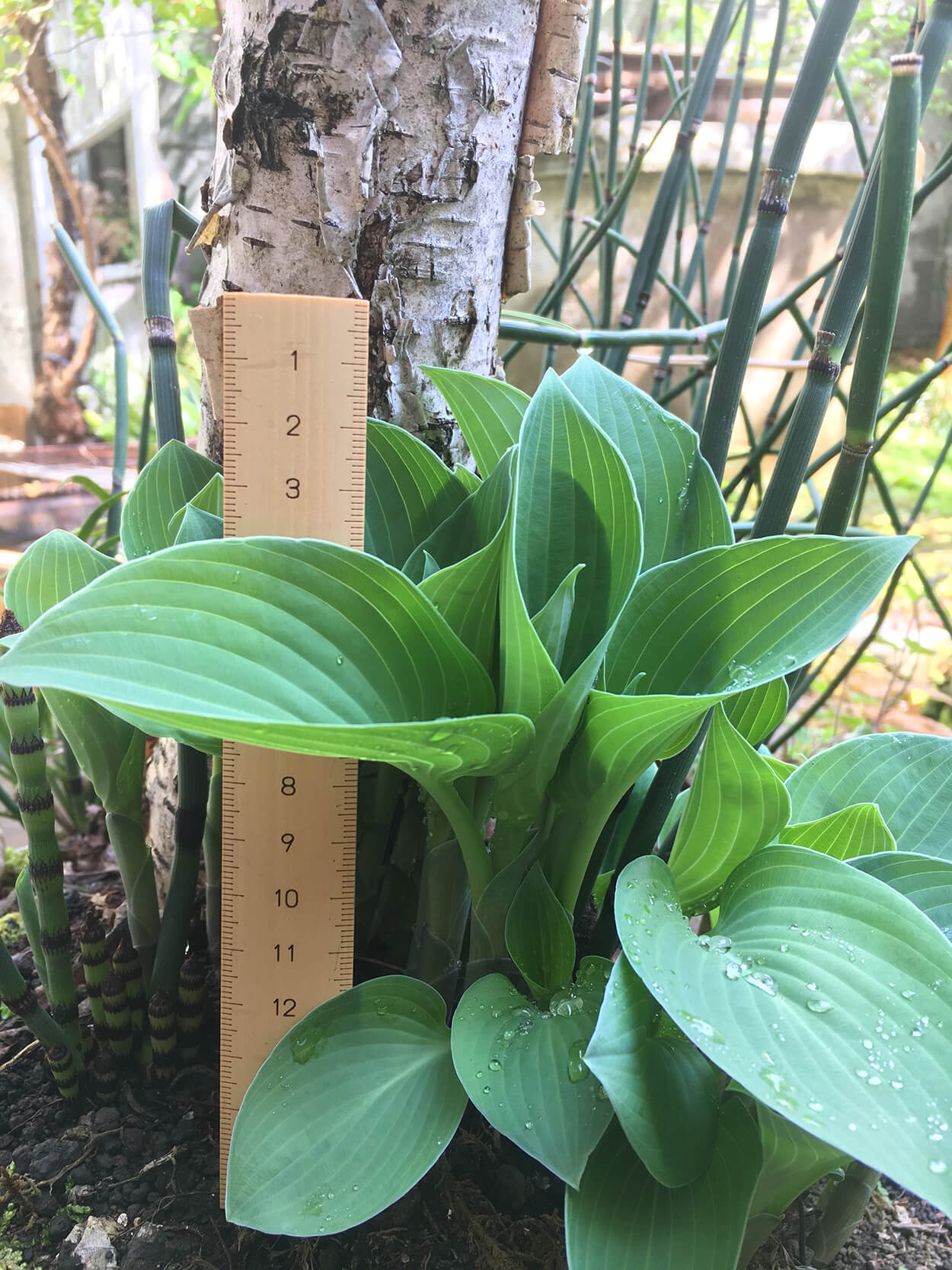 2週間後には15cmにも成長する植物