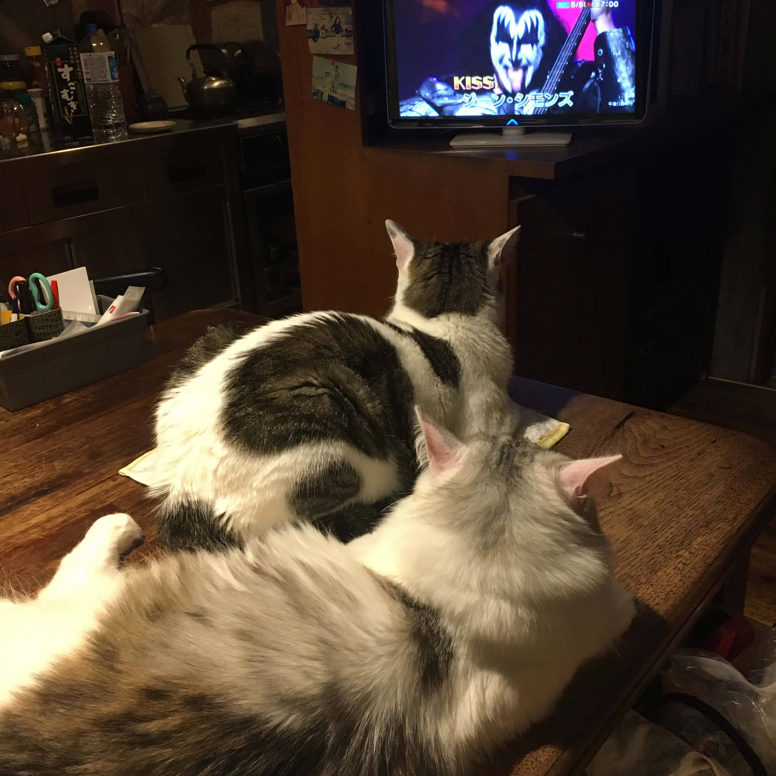 キッスのジーン・シモンズに興味津々な2匹のネコ