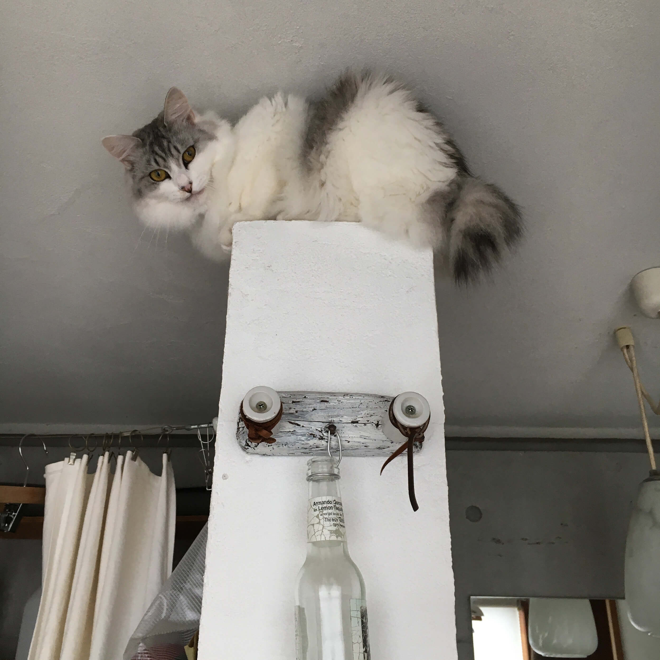 洗面所の柱の上に乗るネコ