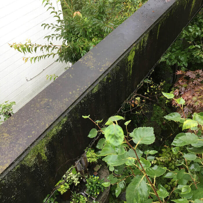 中庭のコンクリートの梁には苔が生えた