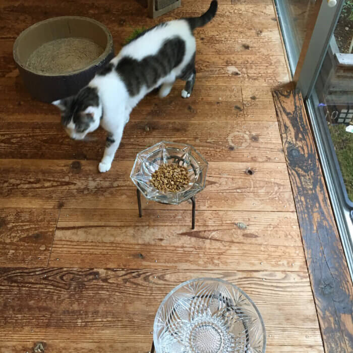 夏になると猫のご飯や水飲み器はガラスに変えます