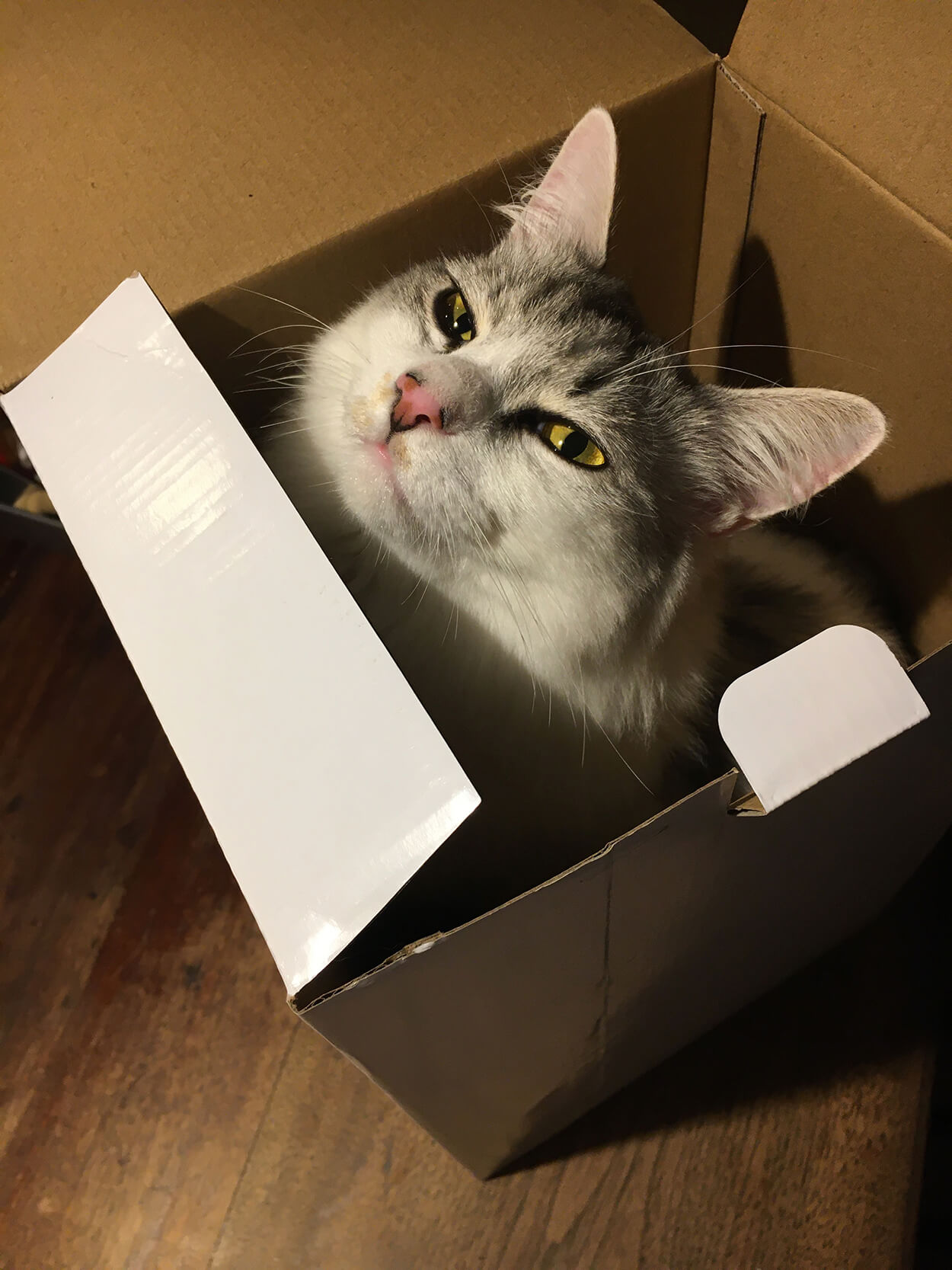 サイズ感は無視して箱に入るネコ