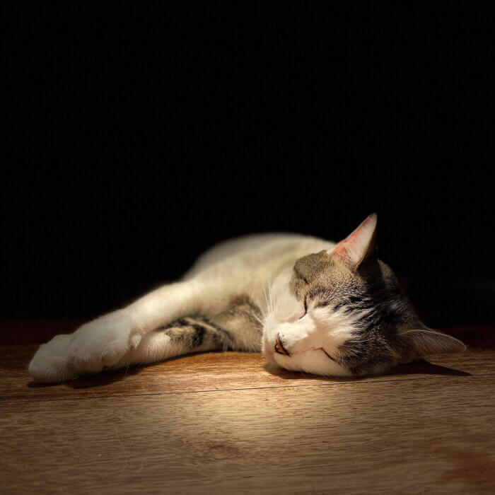 iPhone11ポートレートステージ照明で撮ってみたネコ