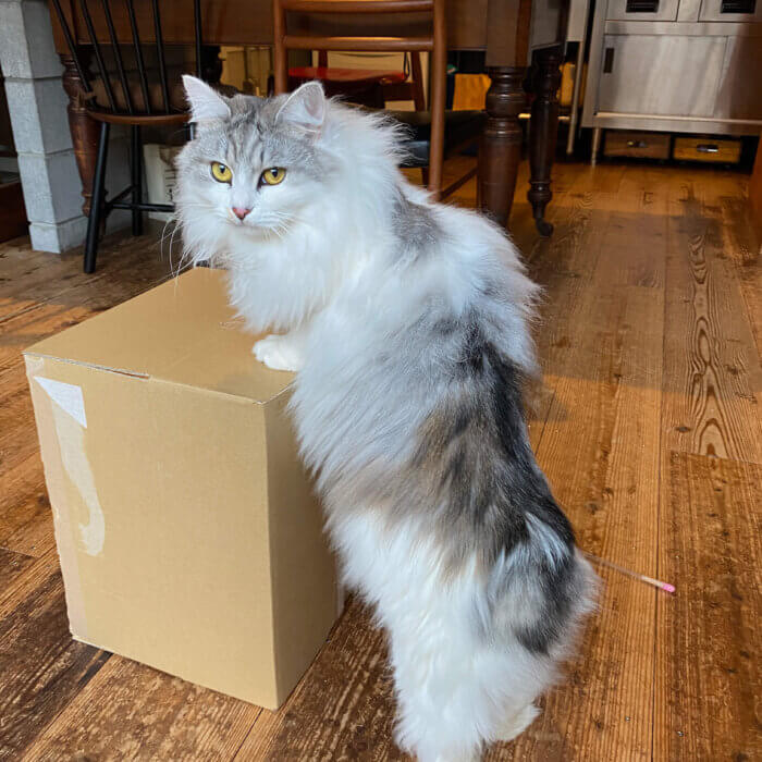 箱があれば真っ先にやってくるネコ