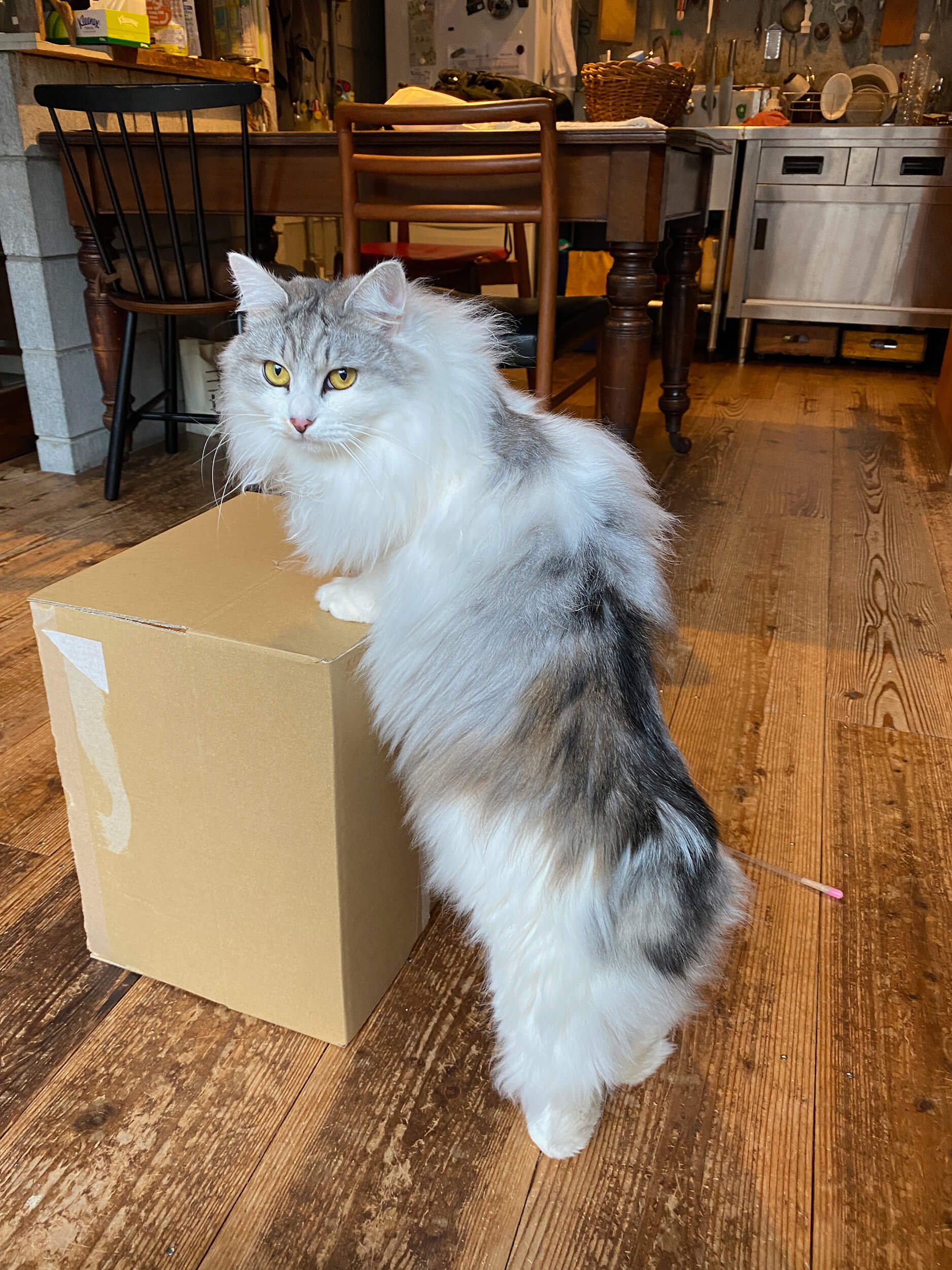 箱があれば真っ先にやってくるネコ