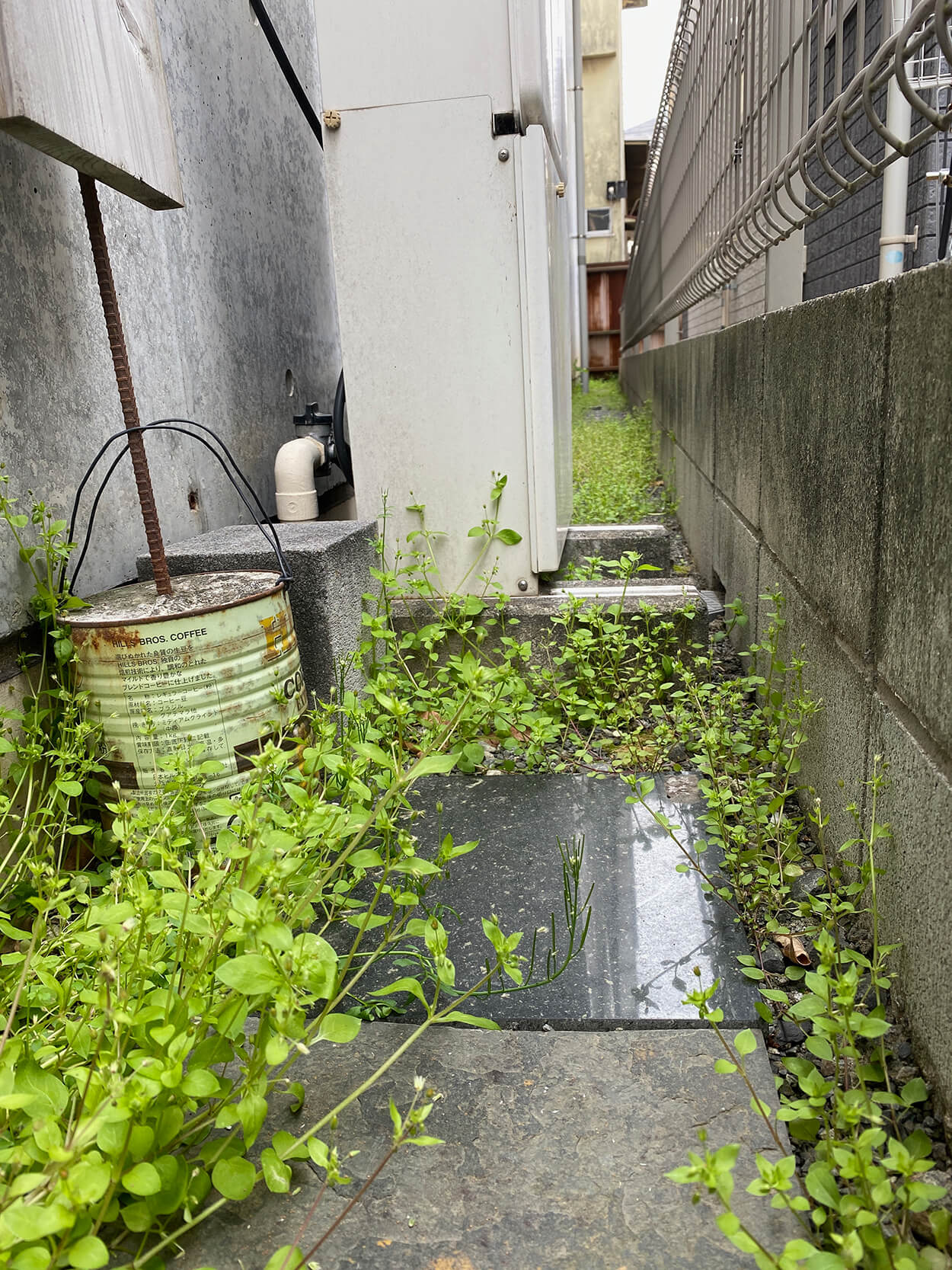 雑草が生えてくる季節