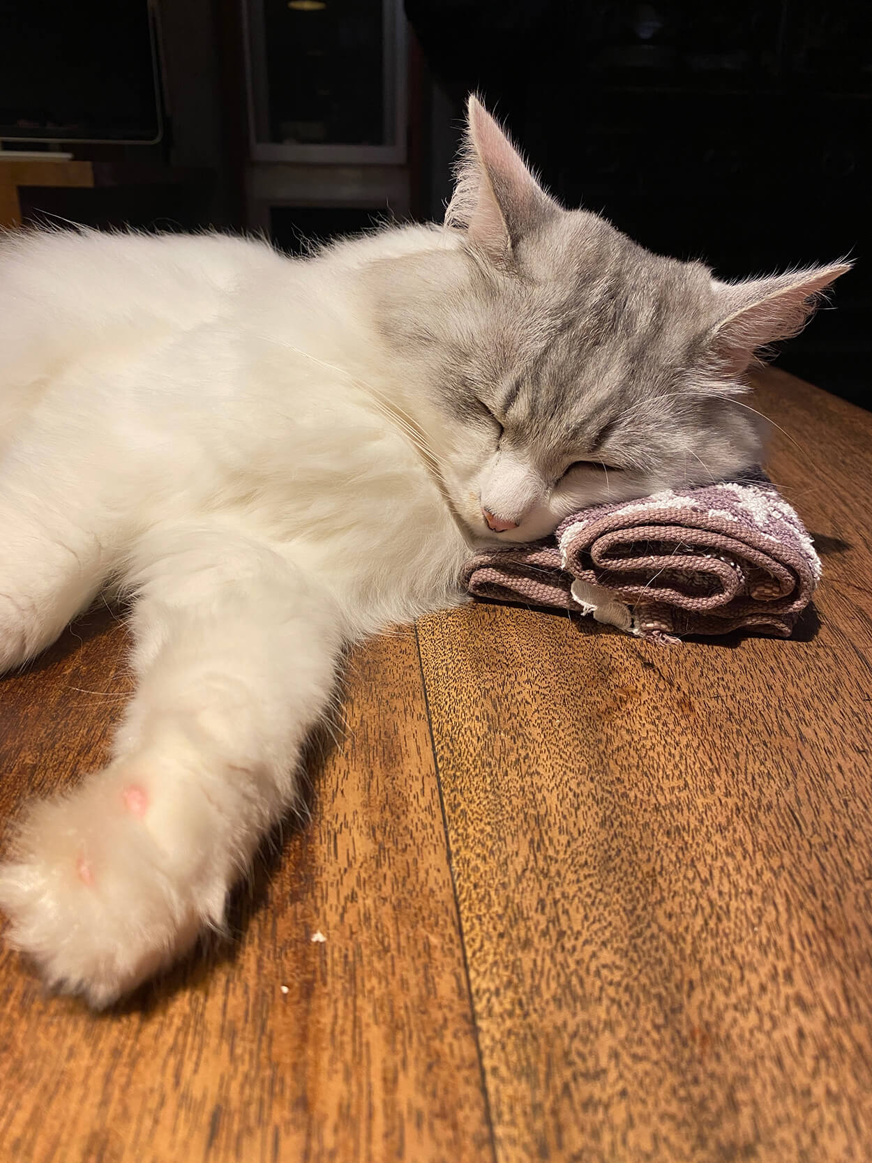 タオルを枕にするネコ