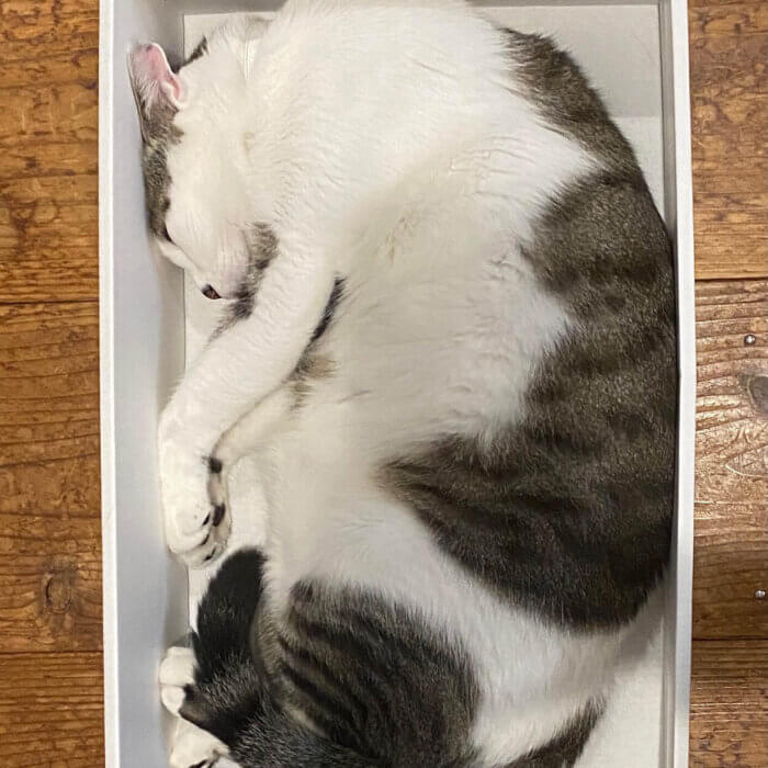 四角い箱に綺麗に収まる猫