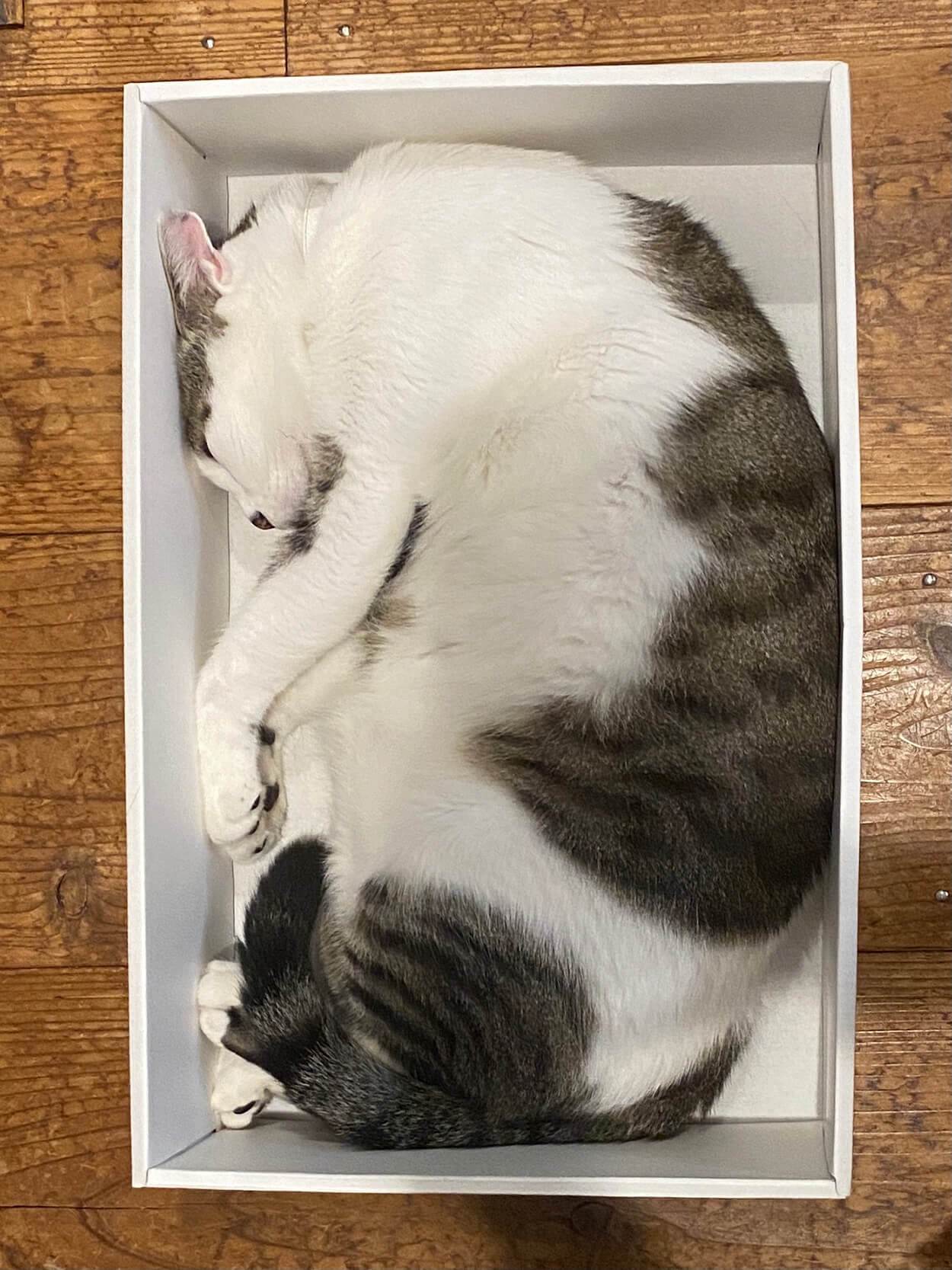 四角い箱に綺麗に収まる猫