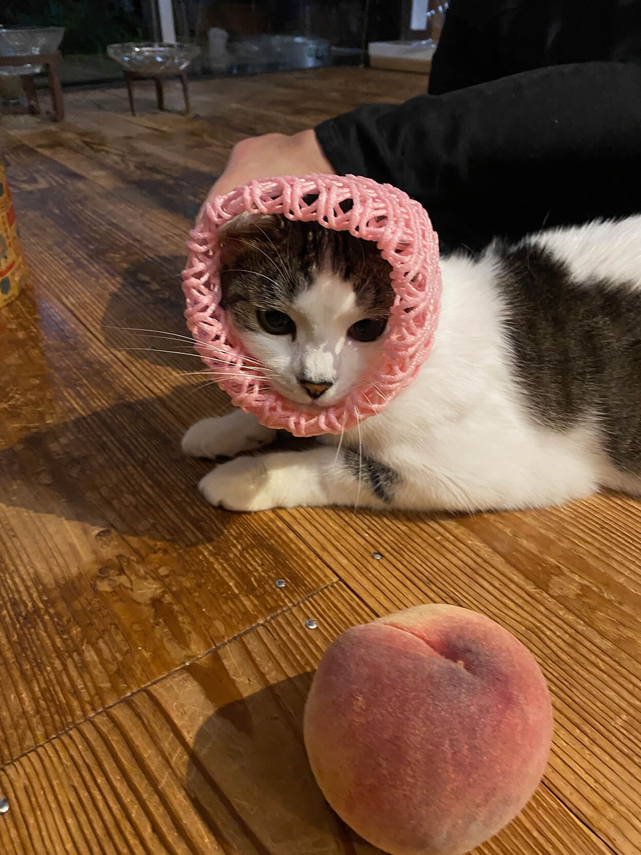 桃のピンクなフルーツキャップを被せられたネコ
