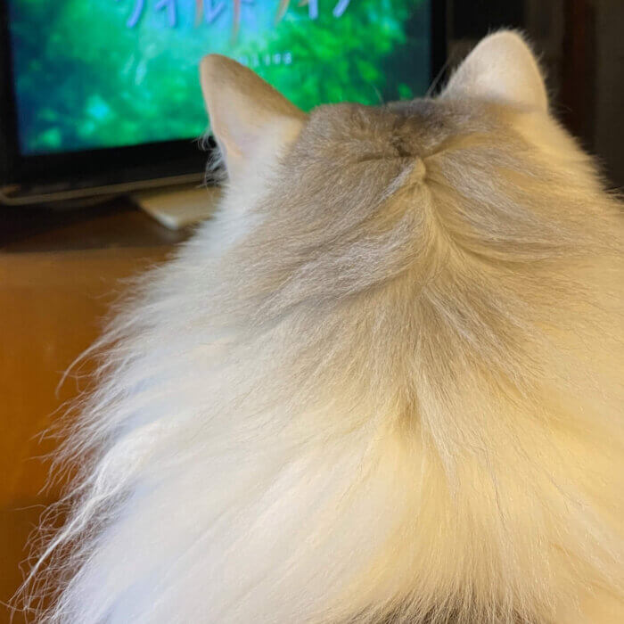 猫はテレビっ子