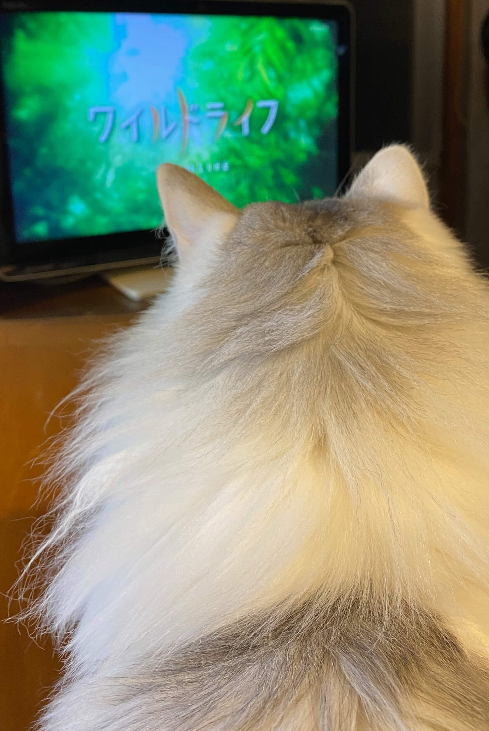 猫はテレビっ子